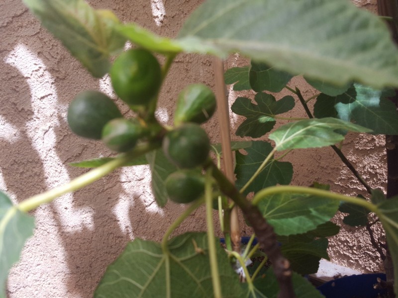 Business for Sale nursery online store gallery