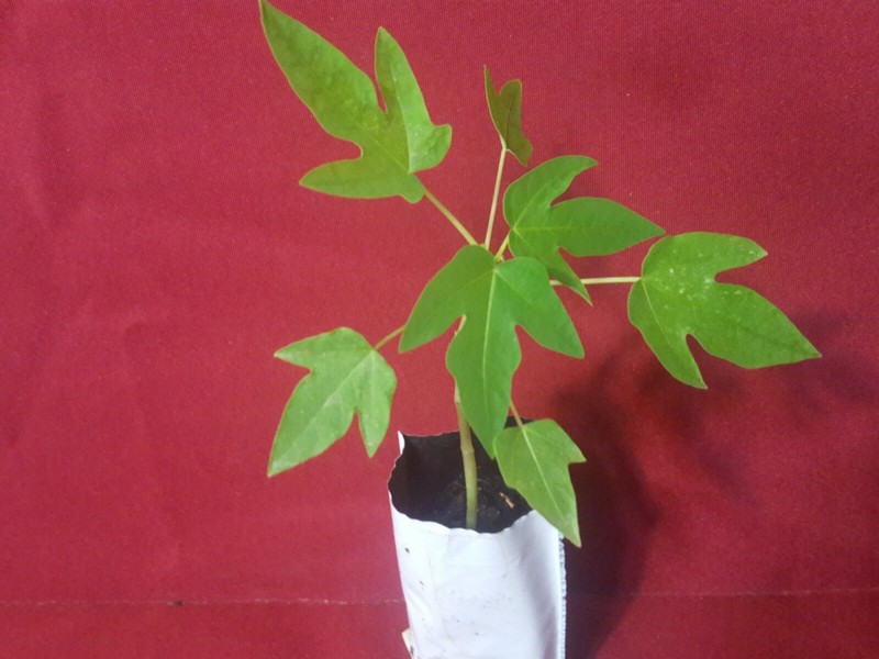 Business for Sale nursery online store gallery