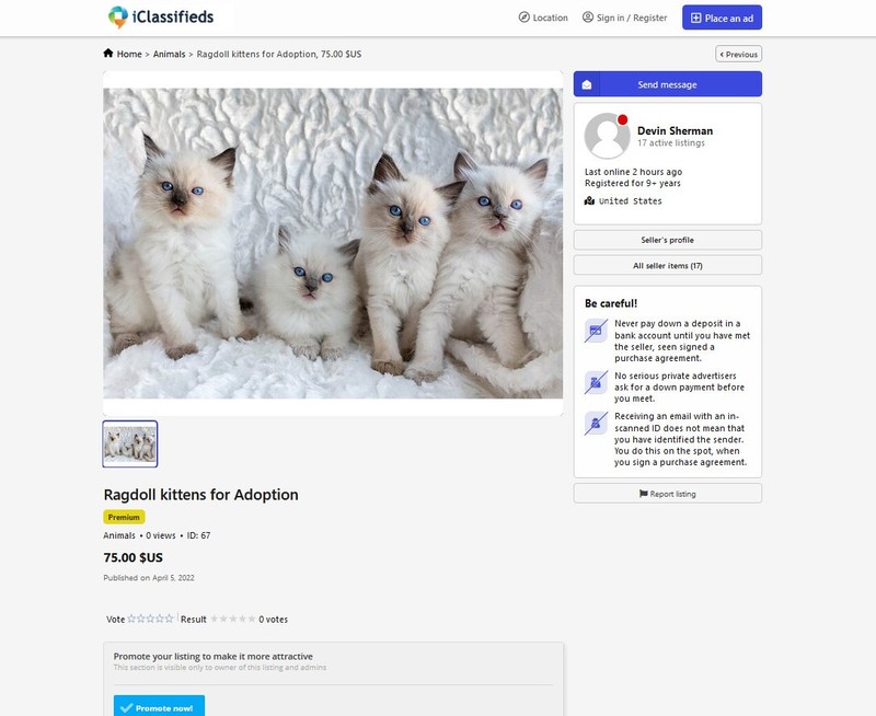 Classified Ads Website (EpsilonTheme) + Free Hosting with SSL gallery