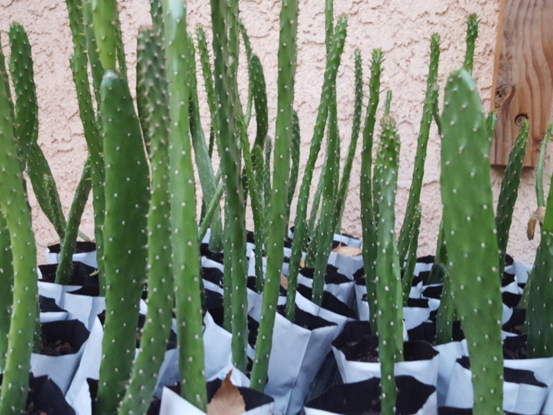 Business for Sale nursery online store gallery
