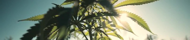 Hempridge.com Premium Domain Cannabis Hemp Seed Bank Cannabis Labs Dispensary gallery
